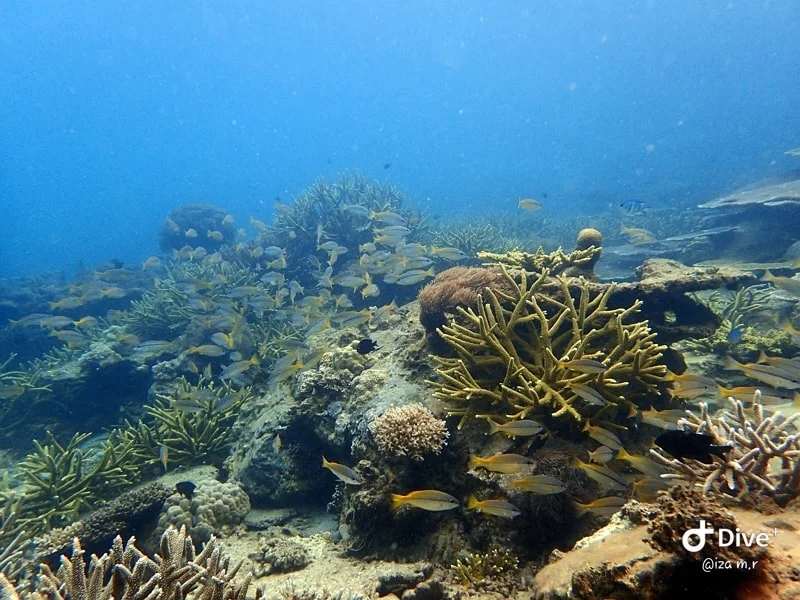 Snorkelling pulau perhentian terumbu karang