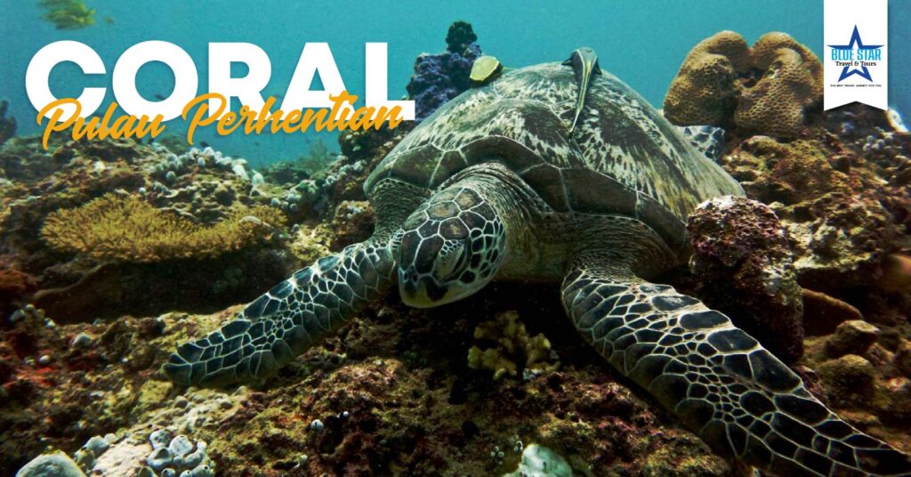Terumbu karang berwarna-warni di Pulau Perhentian