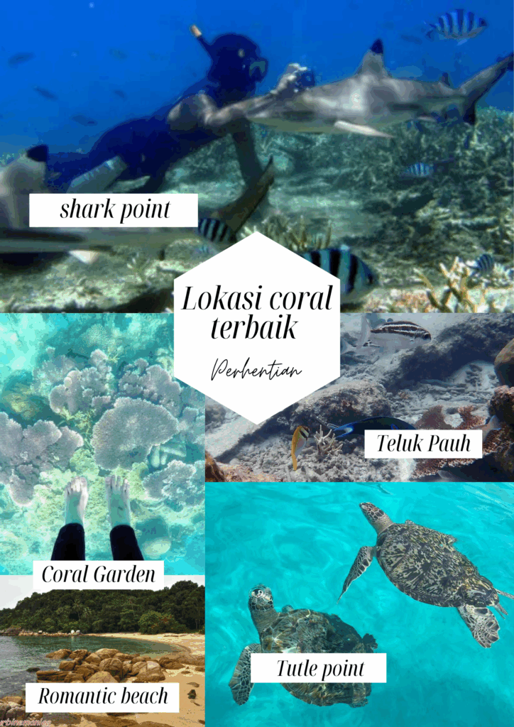 lokasi coral terbaik di pulau perhentian