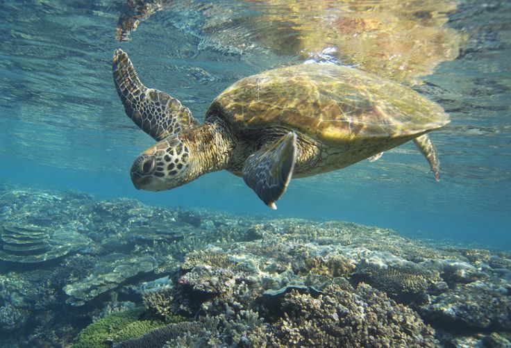 Turtle Point di Pulau Perhentian