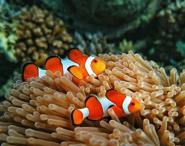 nemo point - perhentian snorkeling package