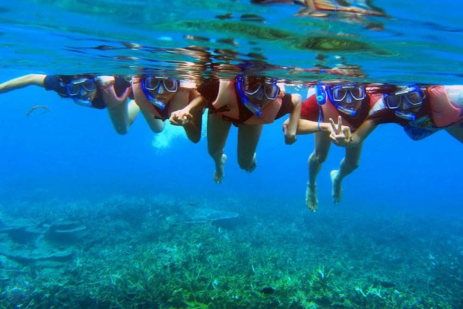 pelancong snorkeling di marine park