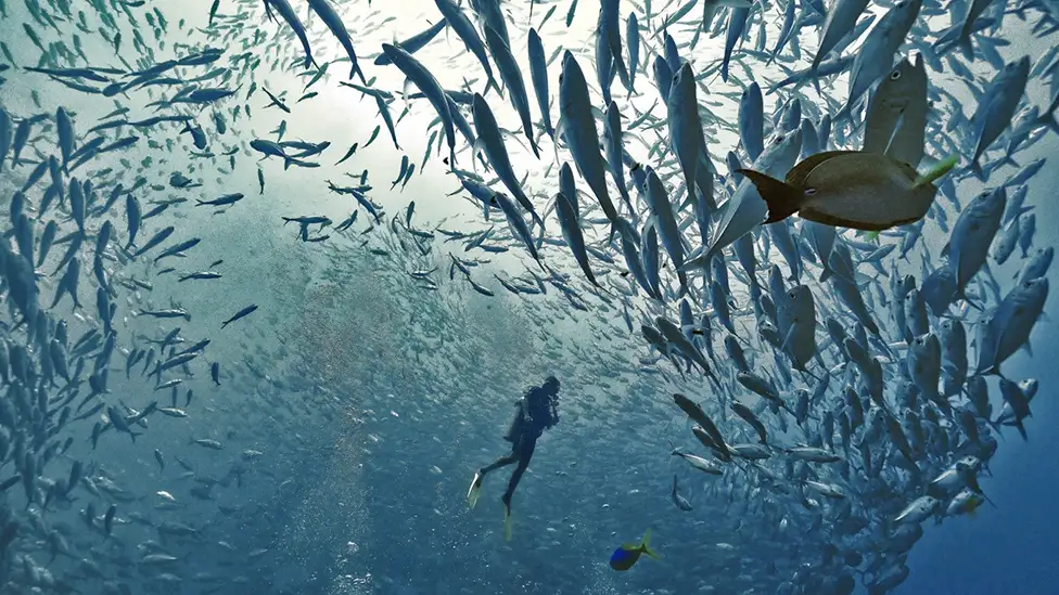 aktiviti di pulau Sipadan